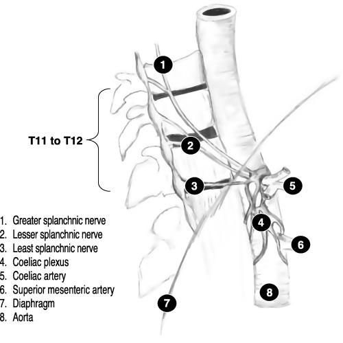 Anatomy of splanchnic nerves and celiac plexus