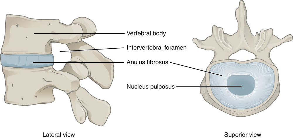 Intervertebral Disk Anatomy