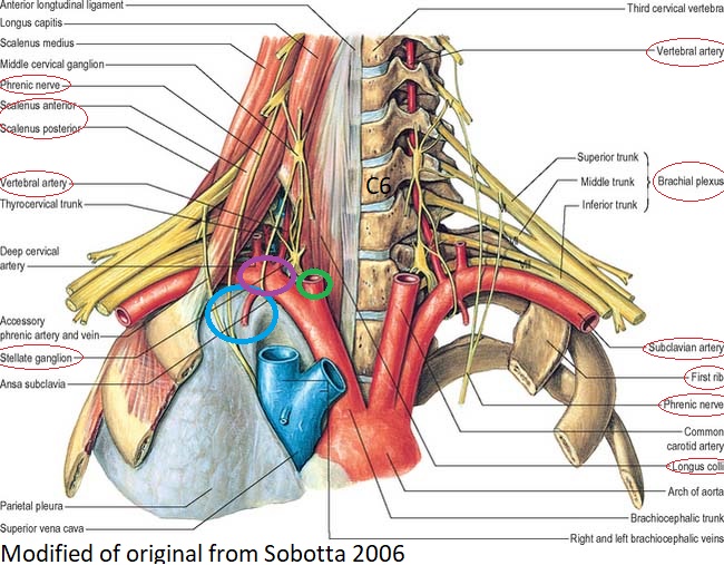 anatomy of stellate ganglion and related structures