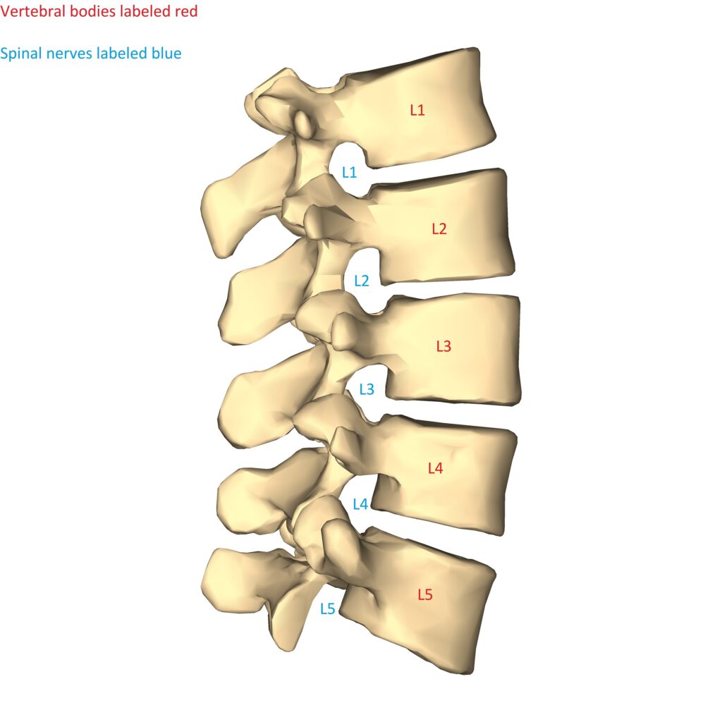 lumbar vertebrae labeled lateral